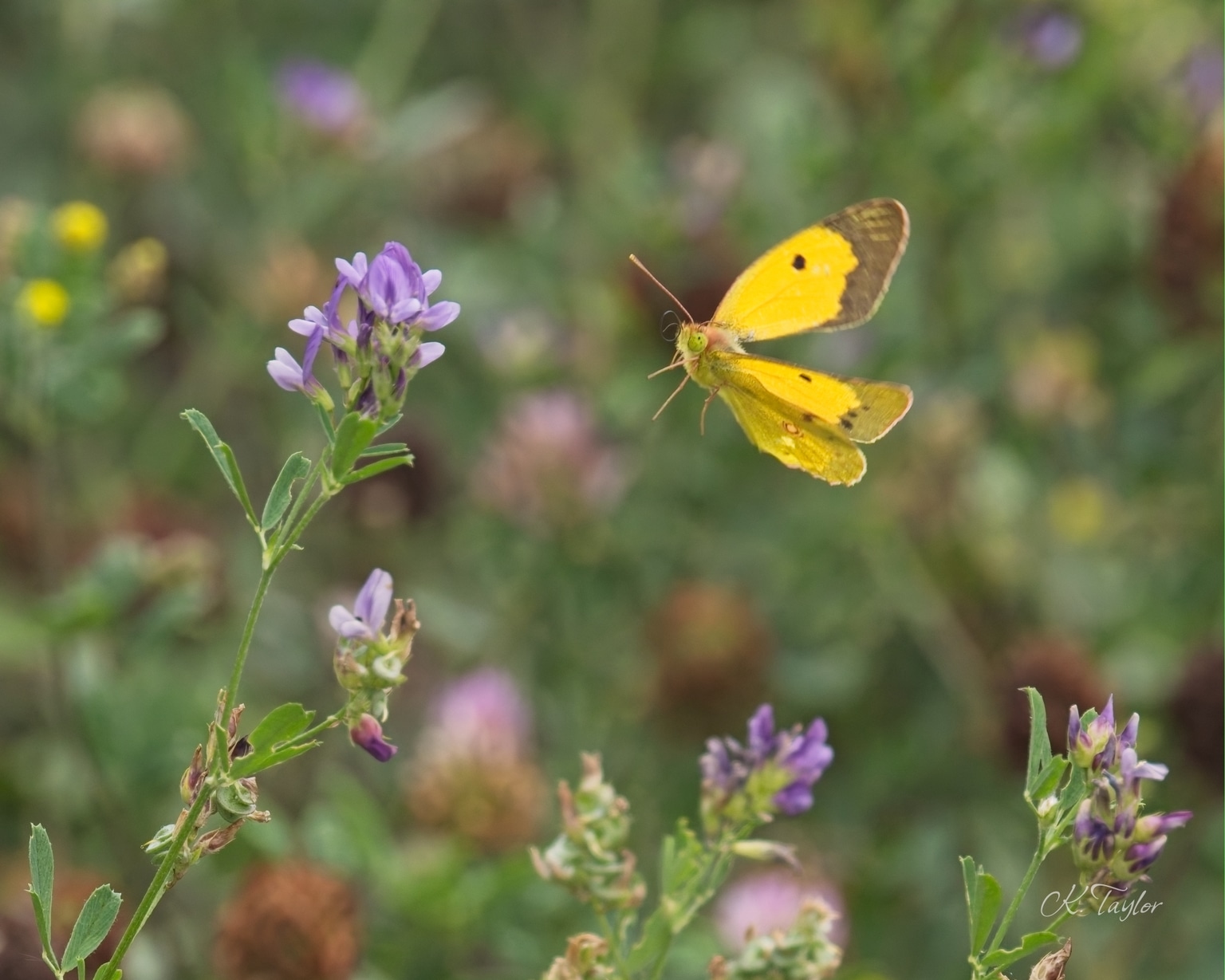 Clouded Yellow Butterfly
