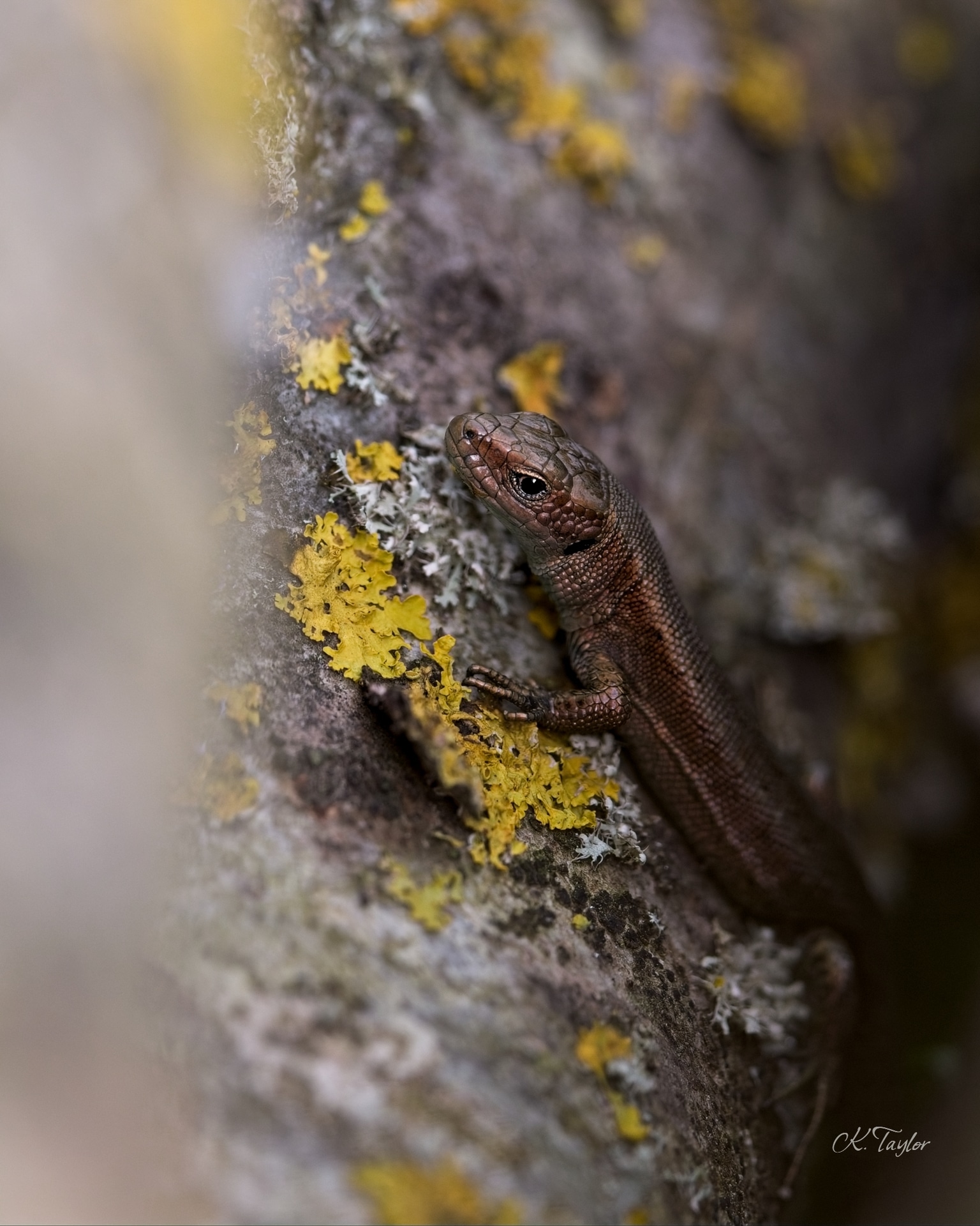 Common lizard